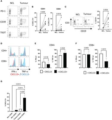 Cancer-associated fibroblasts drive CXCL13 production in activated T cells via TGF-beta